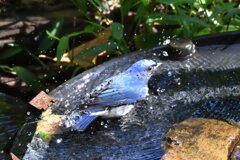 オオルリ　オス　水浴び中