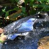 オオルリ　オス　水浴び中