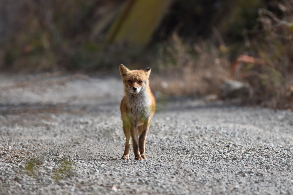 油山のキツネ