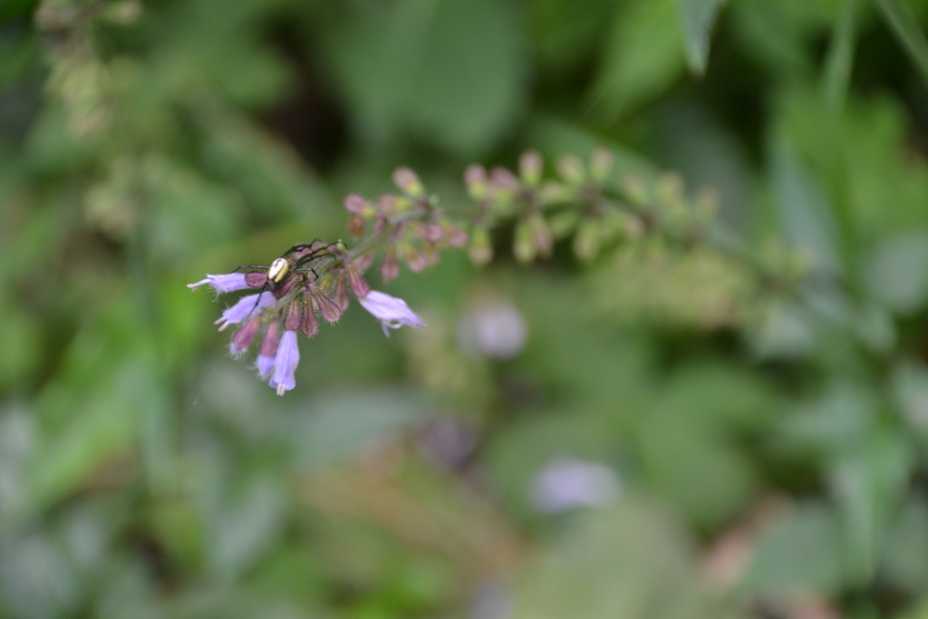 アキノタムラソウ