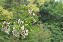 ニセアカシア　西南の杜湖畔公園