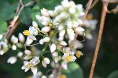 ナンテンの花