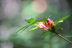 なんの花だろう？