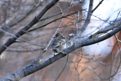 今年の初鳥　アトリ