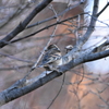 今年の初鳥　アトリ