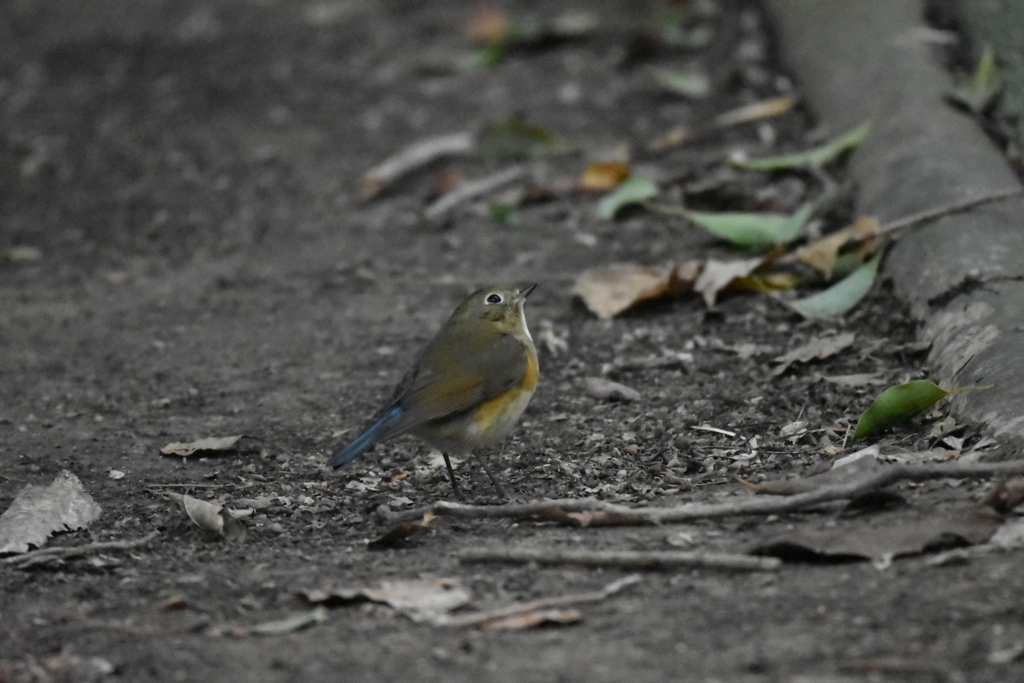 ルリ子さん　西南の杜湖畔公園