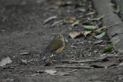 ルリ子さん　西南の杜湖畔公園