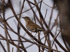 カラアカハラ　油山