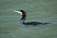 カワウ　西南の杜湖畔公園