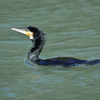 カワウ　西南の杜湖畔公園
