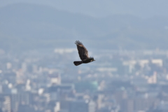 ハチクマ　油山片江展望台