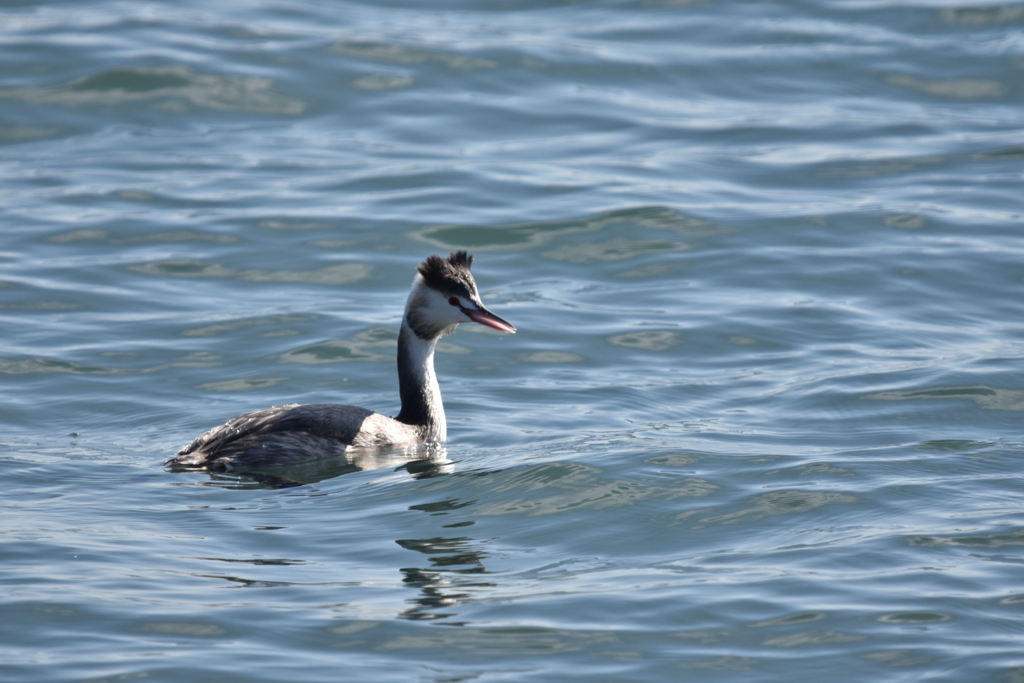 カンムリカイツブリ