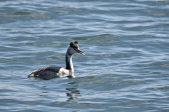 カンムリカイツブリ