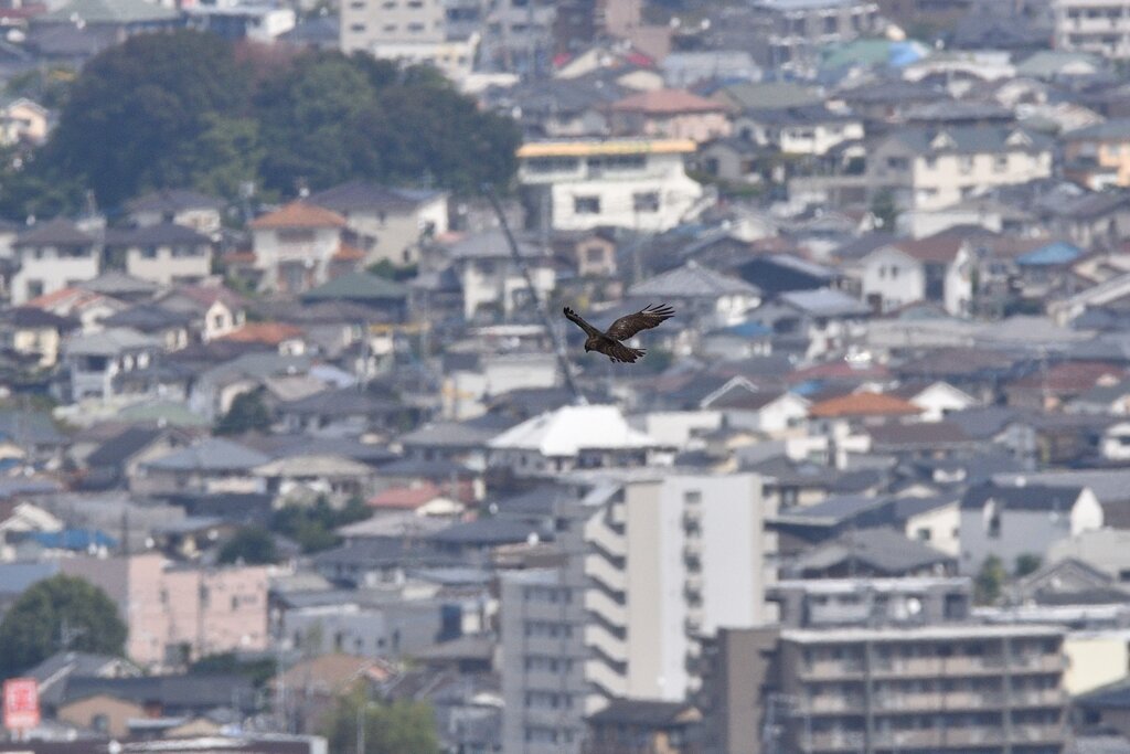 ノスリ　ホバリング