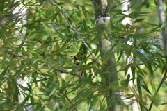 隠れるミヤマホオジロ