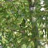 隠れるミヤマホオジロ