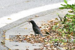 クロツグミ