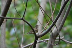 今シーズン初！　アオジ