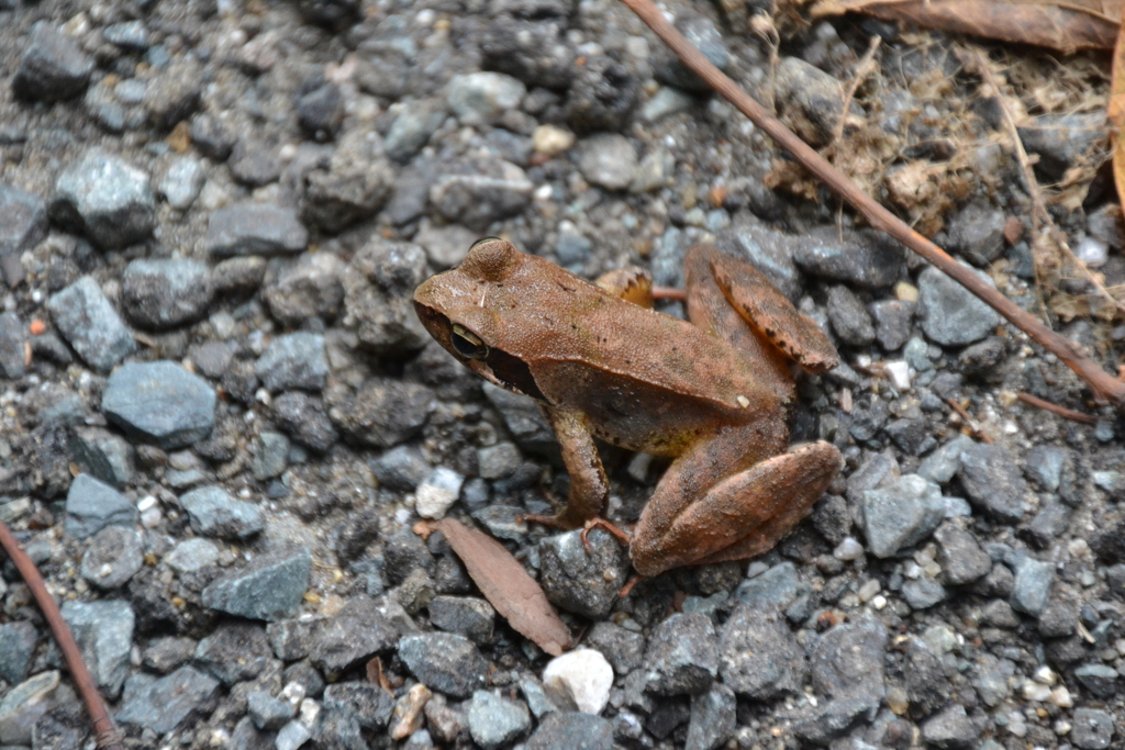 アカガエル　西油山