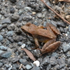 アカガエル　西油山