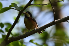 勝盛公園のヤマガラ