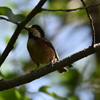 勝盛公園のヤマガラ