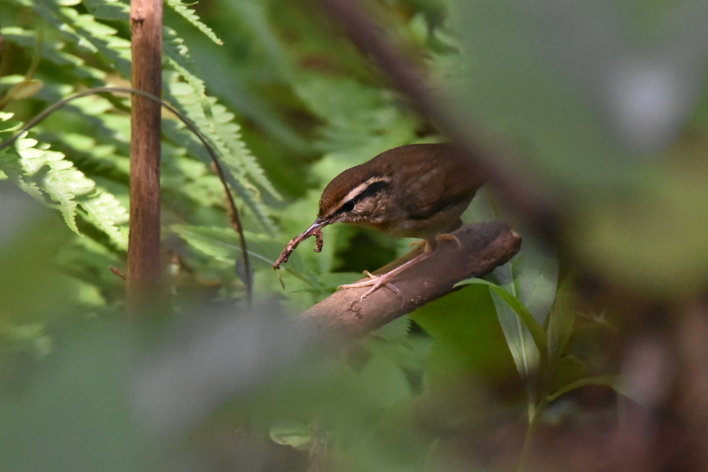 「ムシクイさんムシを食べる」ではなく、「ヤブサメさんムシを食べる」でした
