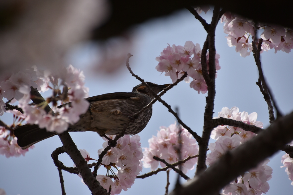 桜はまだかな