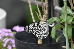 オオゴマダラ　福岡市動植物園