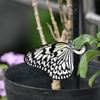 オオゴマダラ　福岡市動植物園