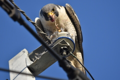 ※閲覧注意　ハヤブサ食事シーン