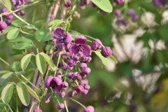 アケビの花