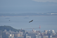 ハチクマ　油山片江展望台から