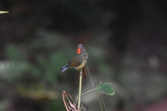 ルリビタキ♀