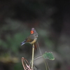 ルリビタキ♀