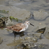 ハマシギ