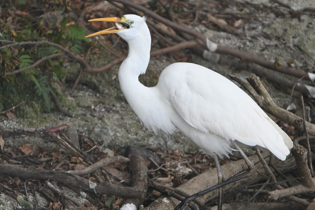 ダイサギ　食事中