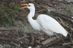 ダイサギ　食事中