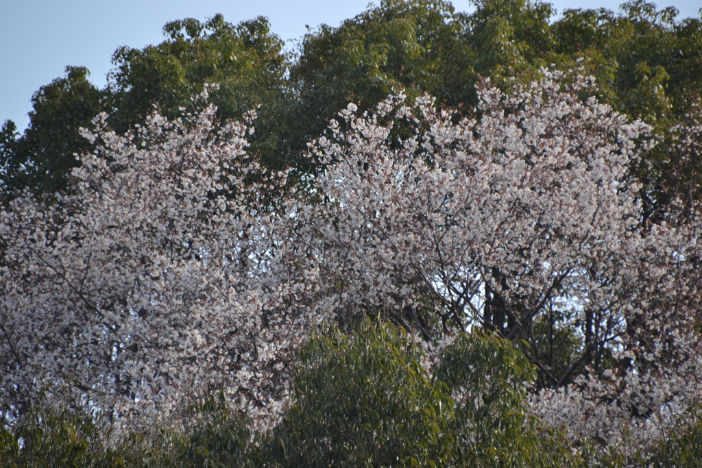 山桜