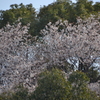 山桜