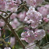 林道入口の桜