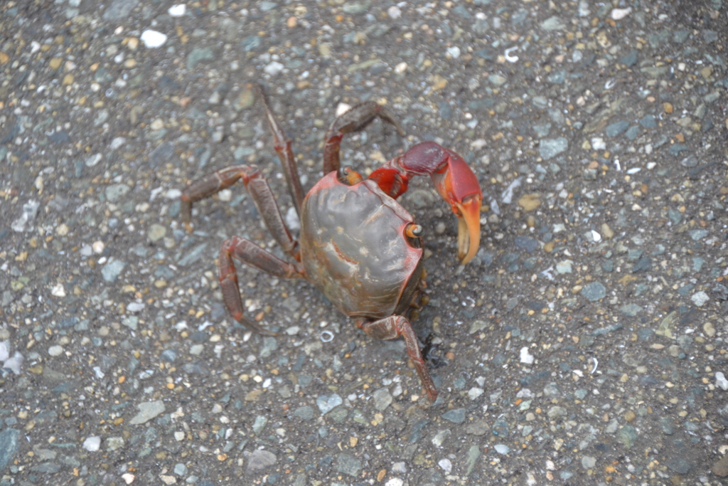 　カニさん散歩中