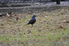 公園のイソヒヨさん