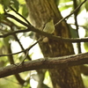 キビタキ　♀