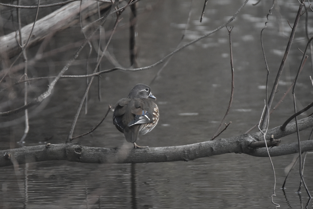 オシドリ（雌）