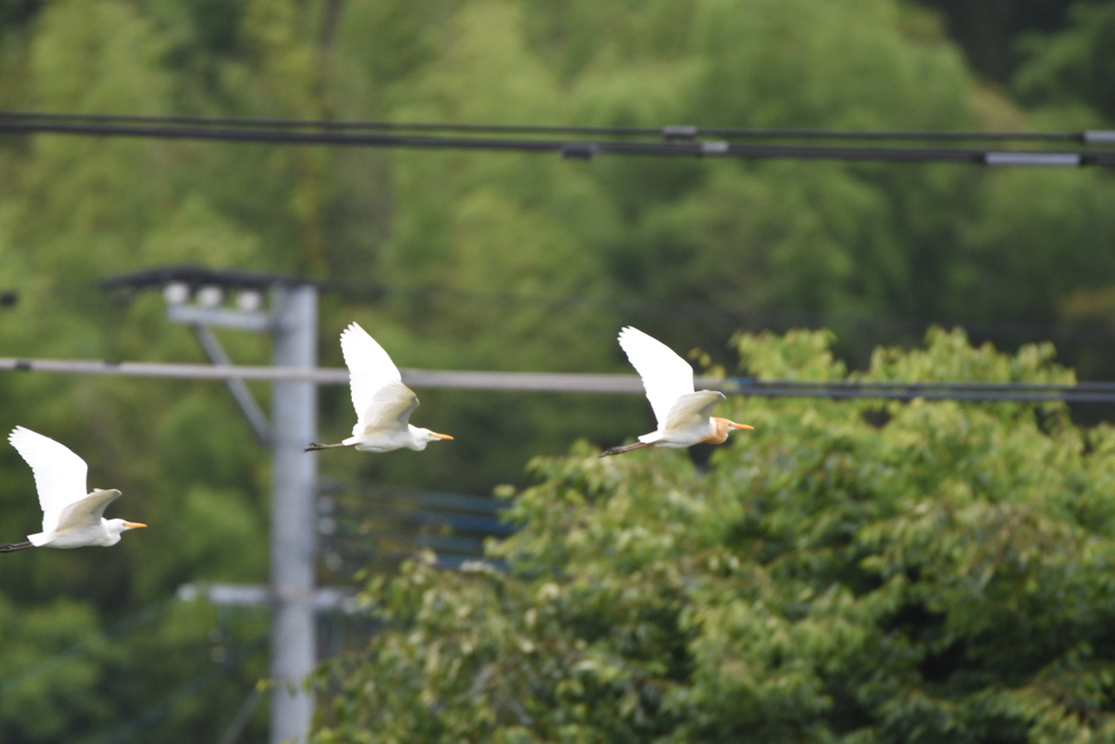 アマサギ