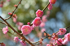 紅梅