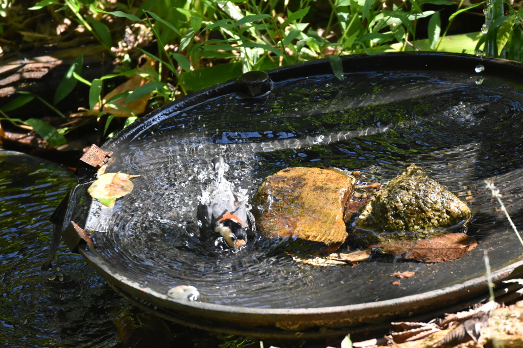 ヤマガラ　水浴び中