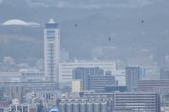 福岡空港近くを飛ぶハチクマ
