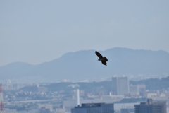 ハチクマ